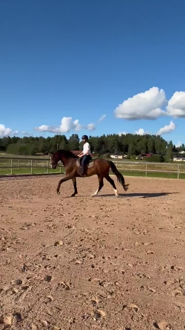 Allround hästar till salu: Mjuk och trevlig valack - Video 1