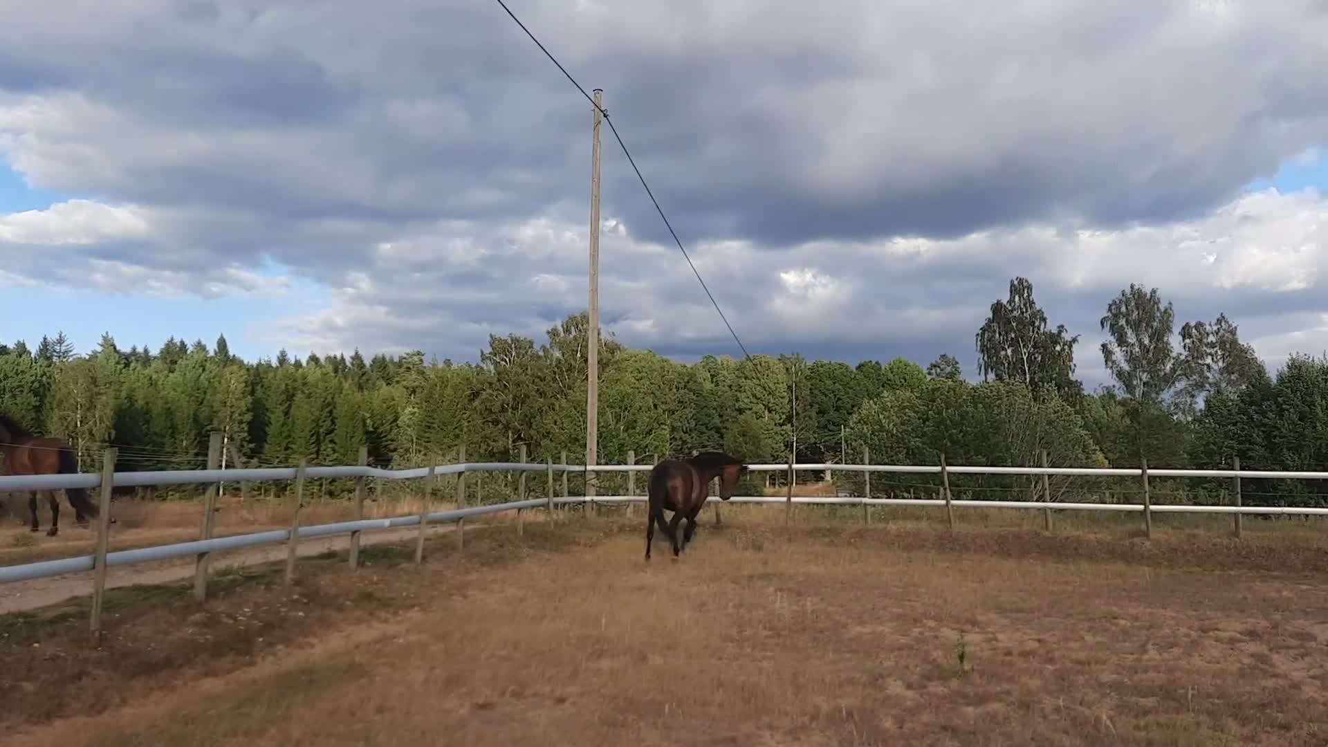 Dressyr hästar till salu: Vacker projekthäst! - Video 1