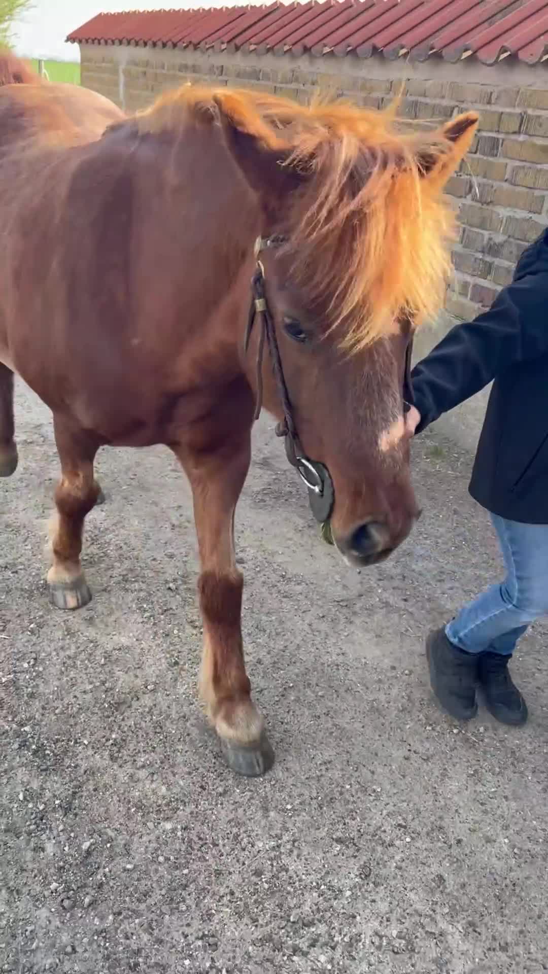 Allround hästar till salu: Rid- och körponny - Video 5