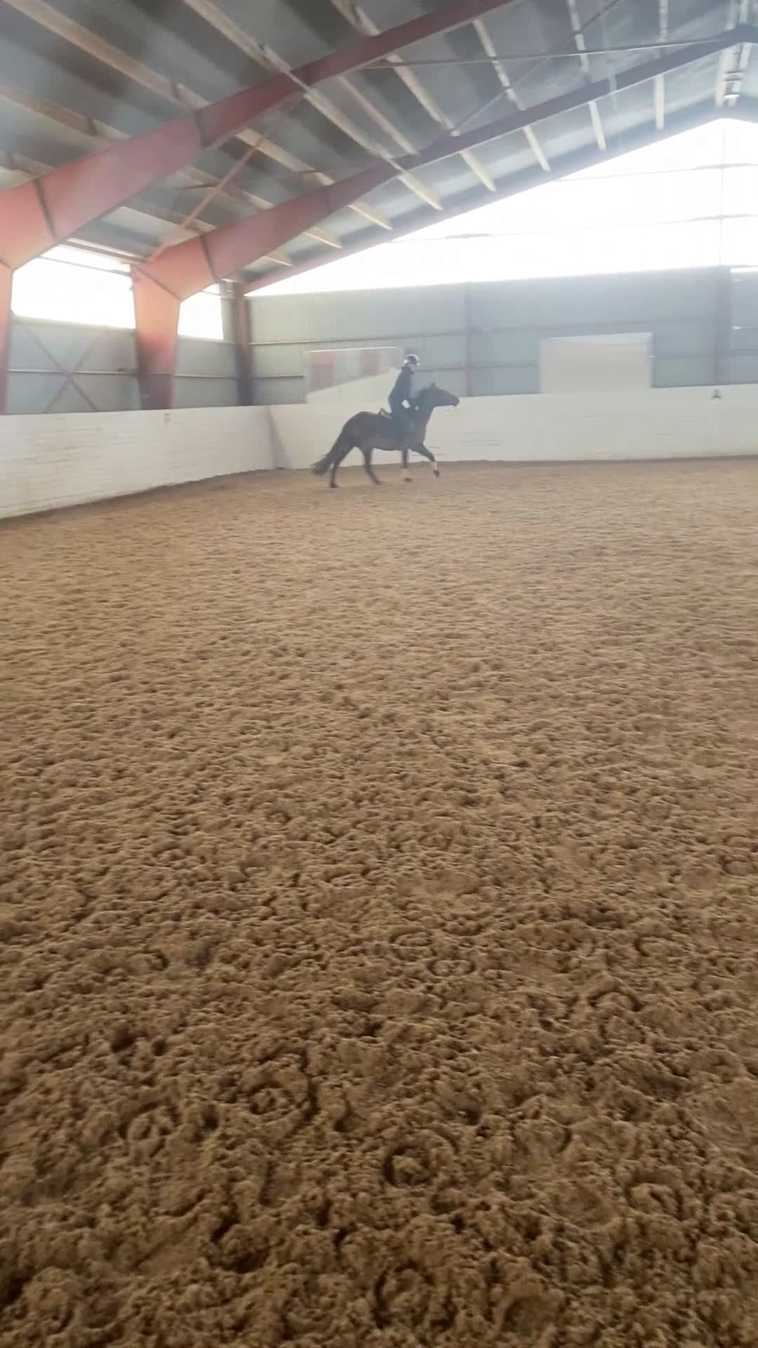 Hoppning hästar till salu: Hopponny med kapacitet för framtiden  - Video 3