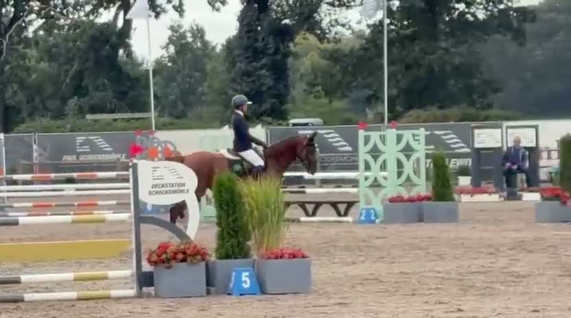 Hoppning hästar till salu: 5 års sto med kvalitet  - Video 2