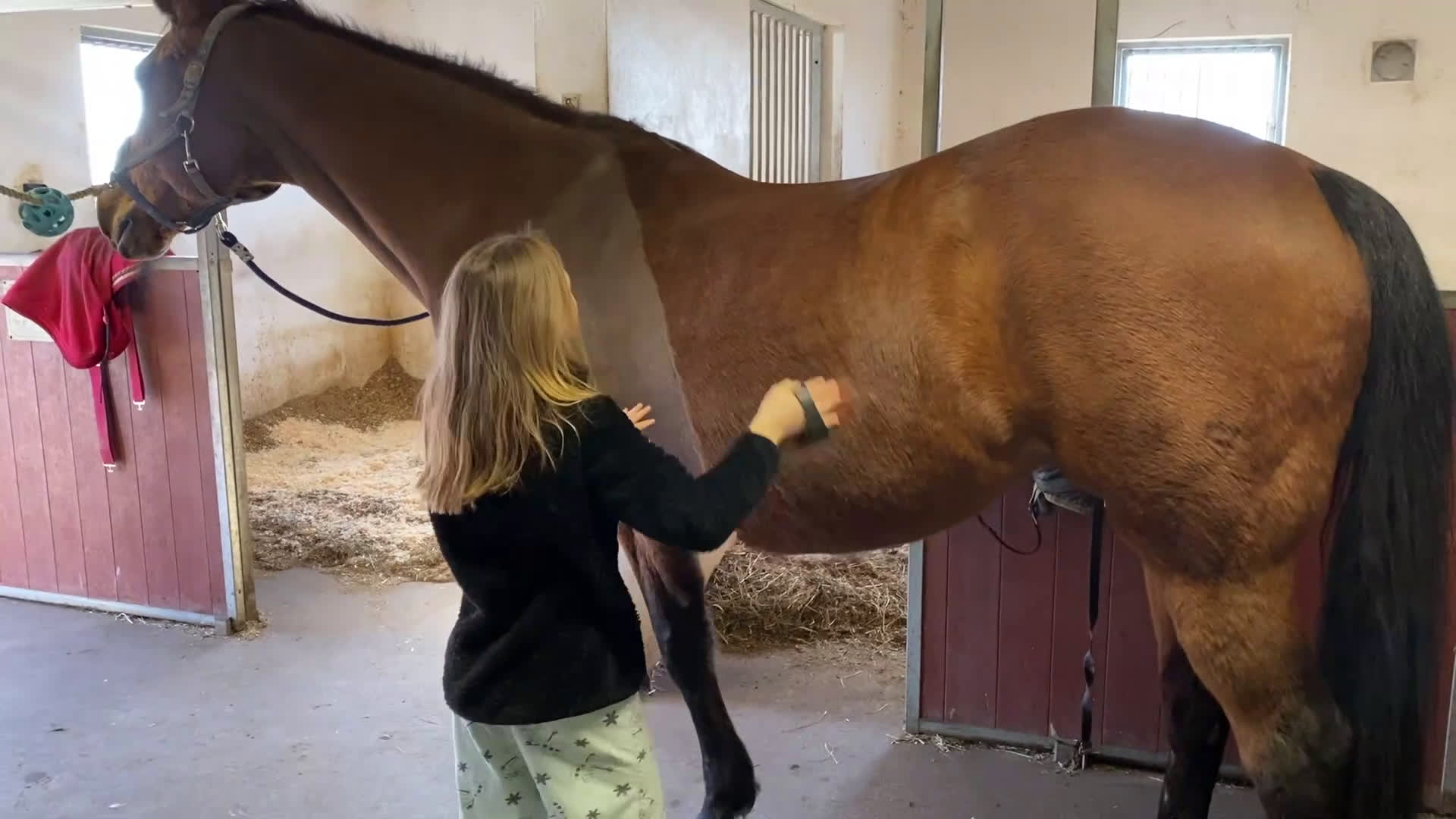 Allround hästar till salu: Fint halvblodssto - Video 2