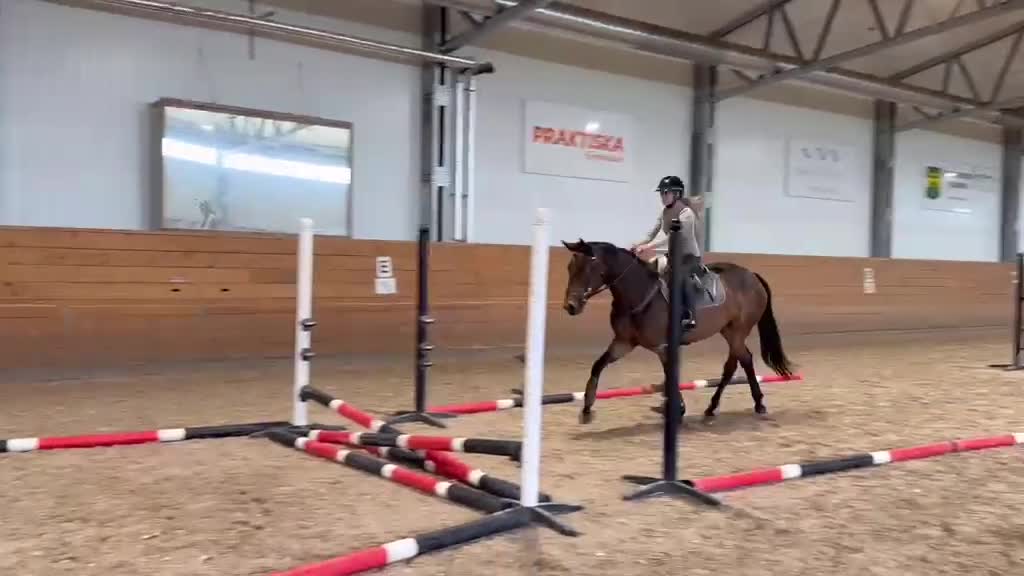 Hoppning hästar till salu: Trevlig 4åring - Video 1