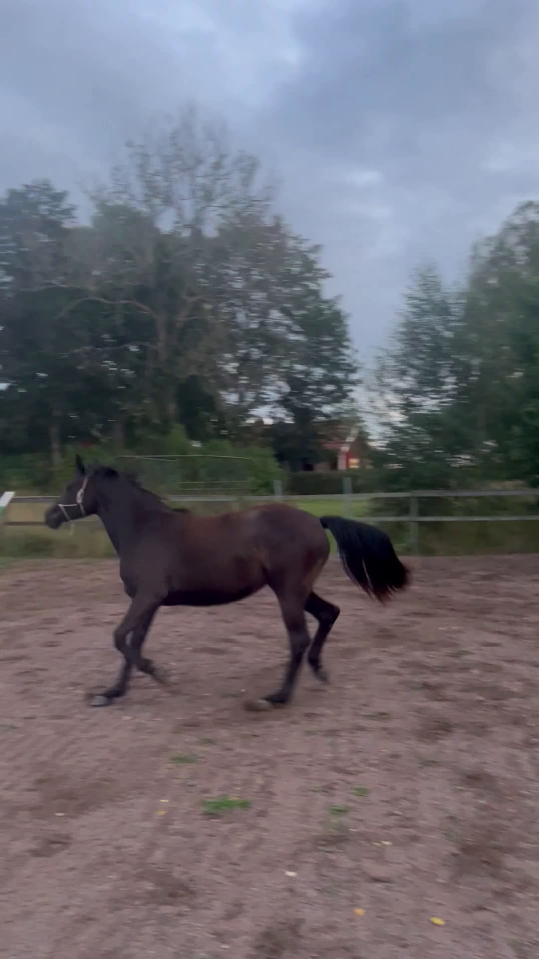 Hoppning hästar till salu: Sto -23 Kanon temperament! i Väring - Video 3