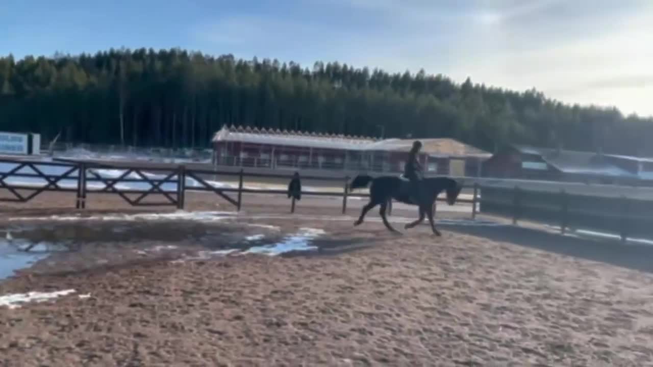 Allround hästar till salu: Ridtravare säljes/foder i Koppom - Video 1