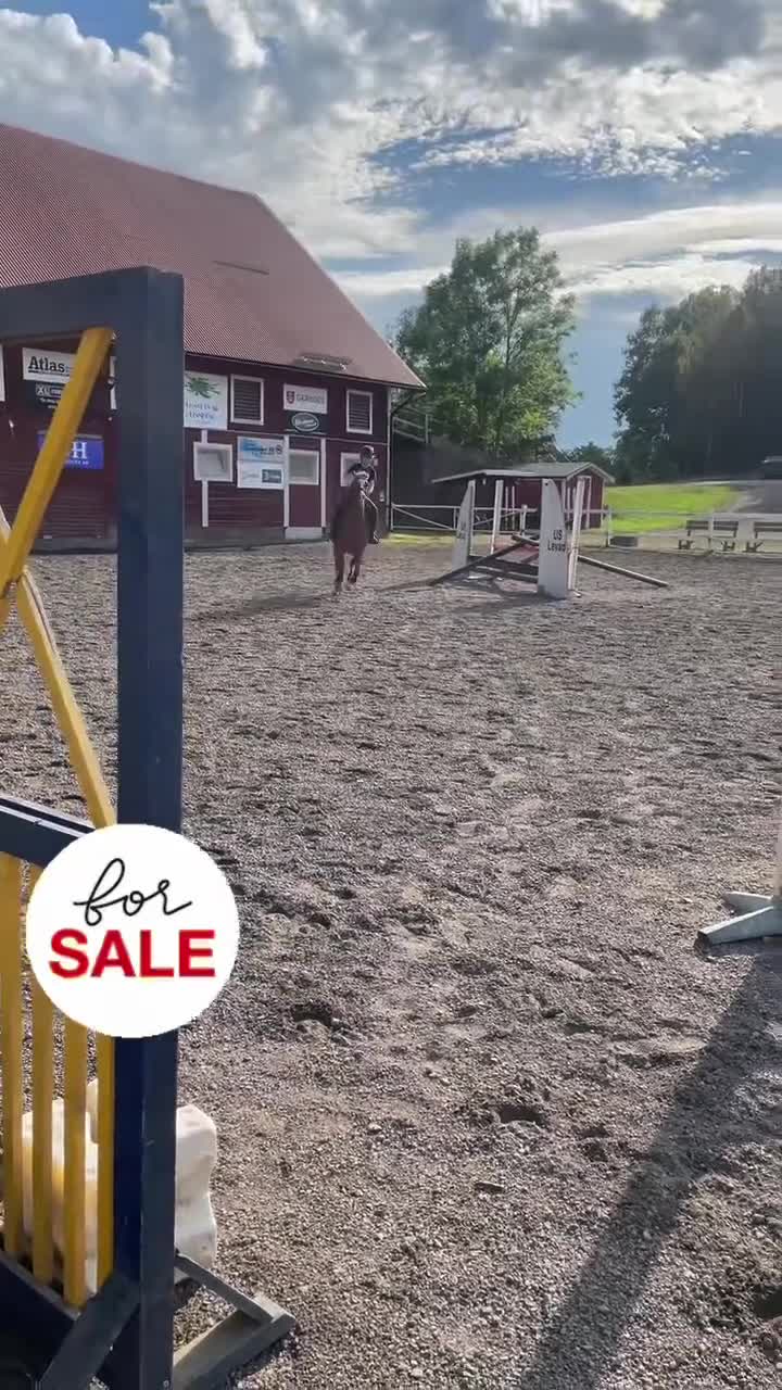 Dressyr hästar till salu: Fantastisk allround ponny med inriktning dressyr - Video 3