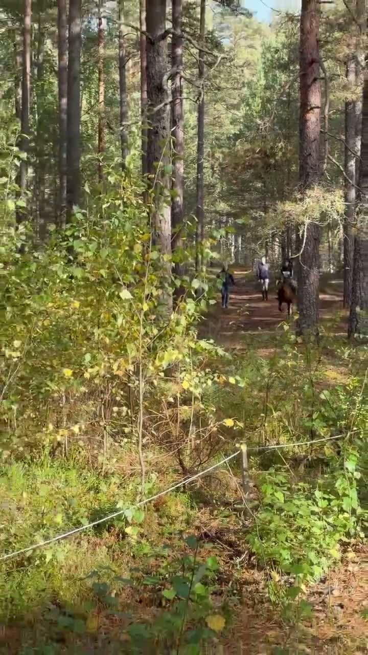 Allround hästar till salu: Charmig B-ponny - Video 2