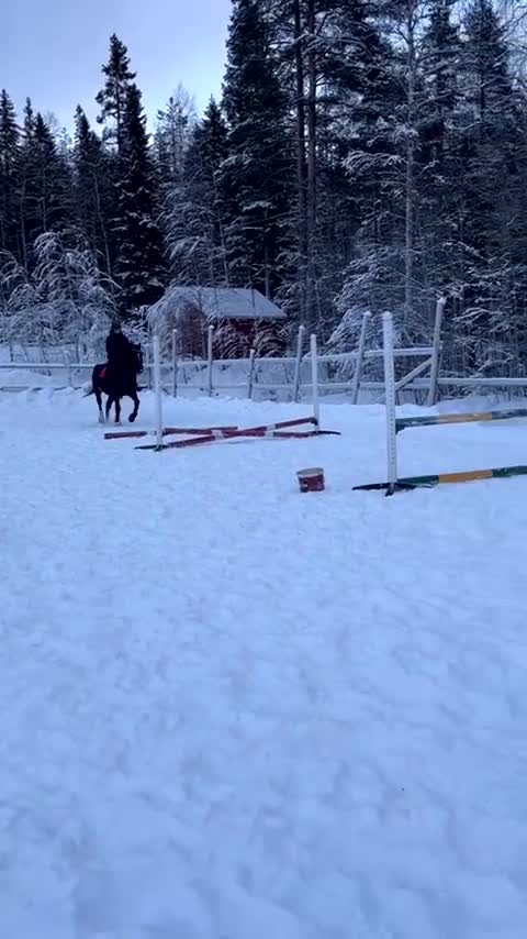 Allround hästar till salu: Din blivande bästavän <3 - Video 4