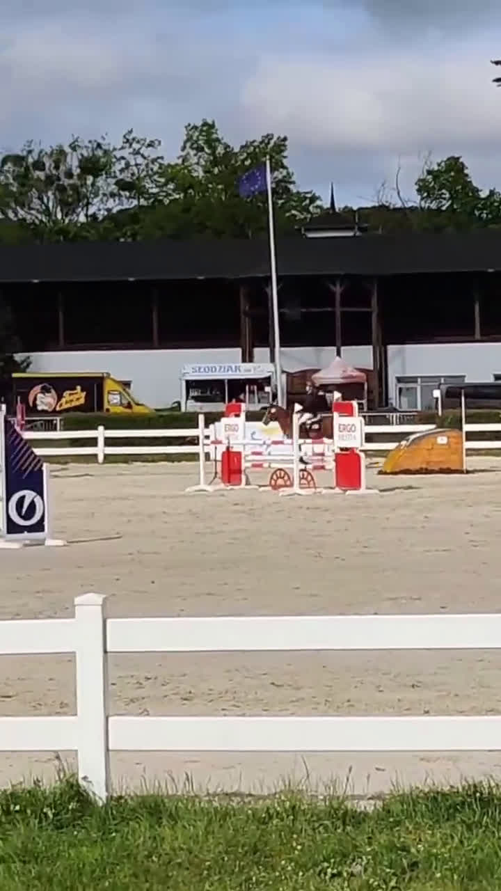 Fälttävlan hästar till salu: Exceptional schoolmaster for any discipline - Video 1