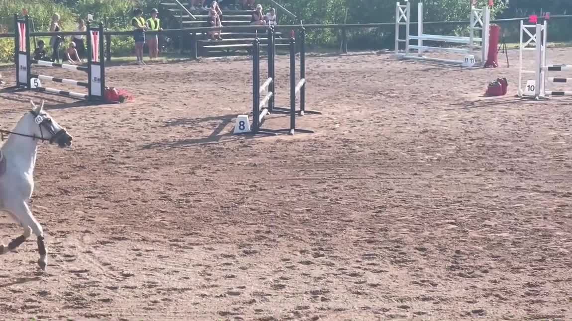 Fälttävlan hästar till salu: Rolig allroundponny - Video 2