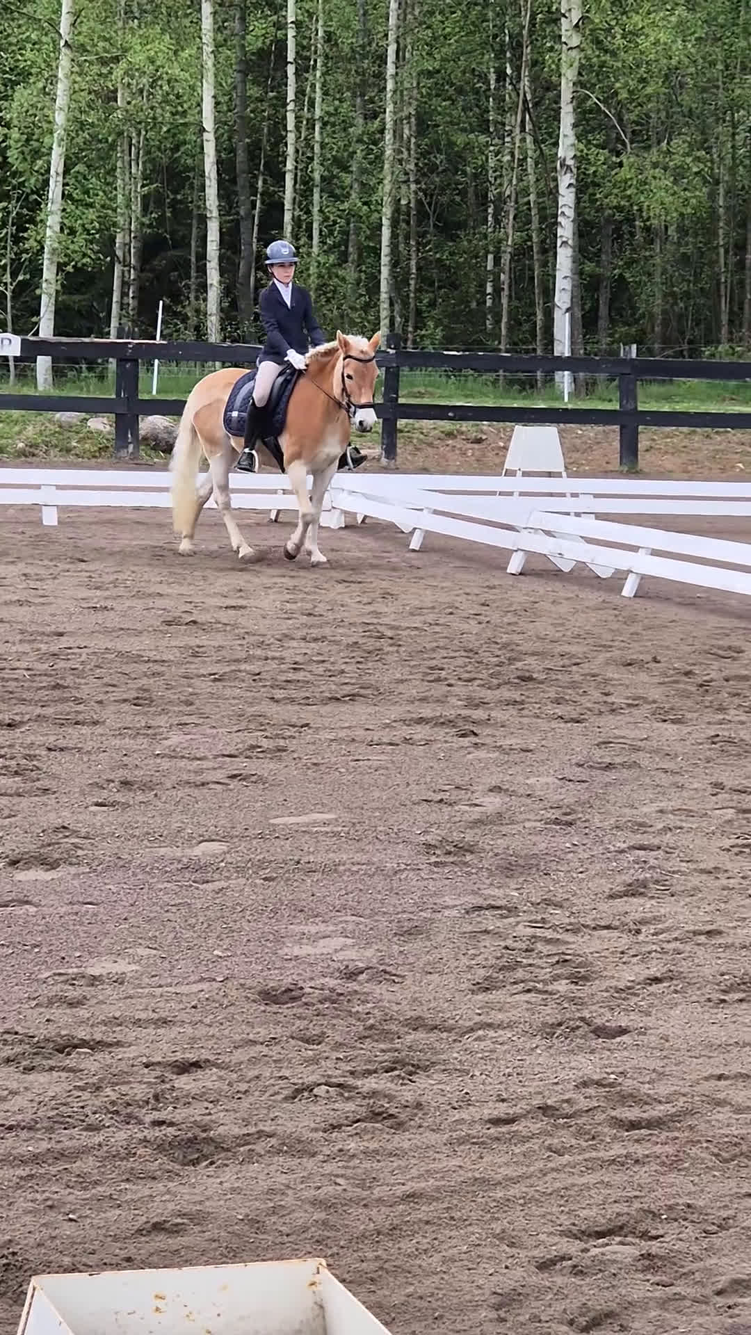 Allround hästar till salu: Guldponny söker ny liten ryttare i Kisa - Video 3