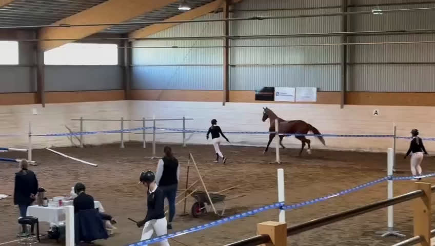 Dressyr hästar till salu: Underbar 4 åring söker nytt hem🌟 - Video 1