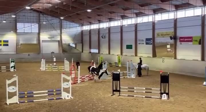 Allround hästar till salu: Bombsäker allroundponny - Video 3