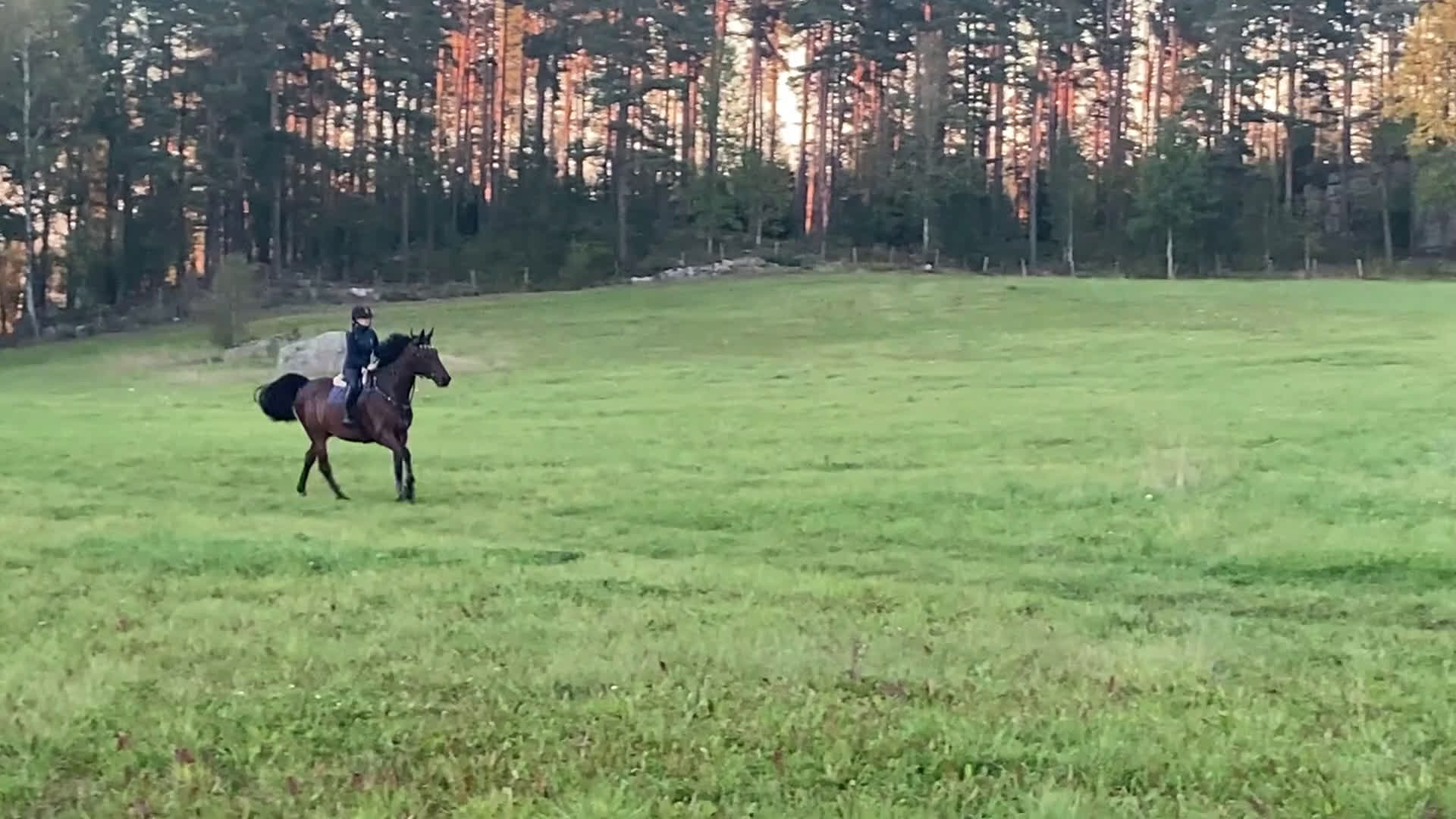 Allround hästar till salu: Lyxig hobby-häst med mycket power och utstrålning  - Video 3