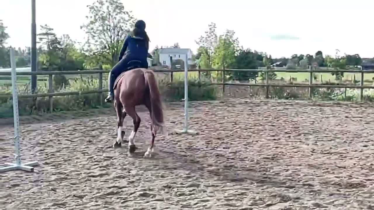 Övrigt hästar till salu: 7-årig valack söker hem som skogsmulle - Video 4