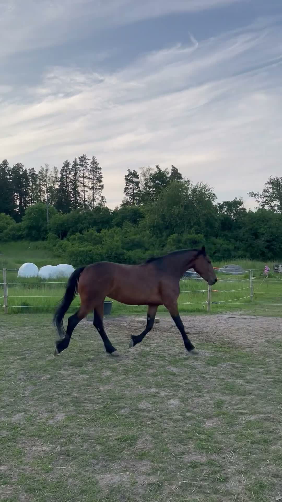 Allround hästar till salu: Ståtligt sto med potential i Åkersberga - Video 3