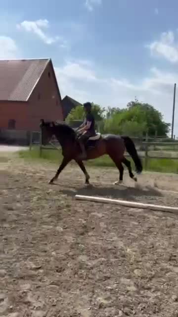 Dressyr hästar till salu: Flott dressyrsto i Onslunda - Video 2