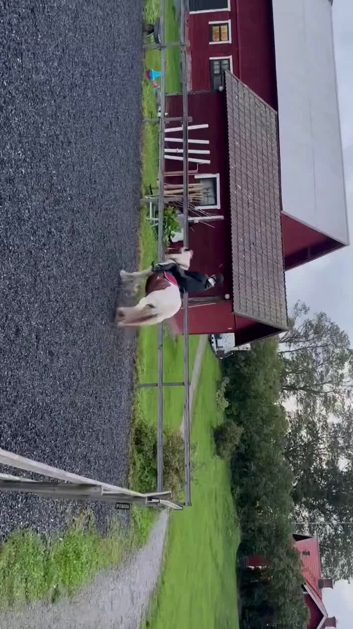  medryttarhäst sökes: Söker medryttarhäst nära Järfälla!! i Järfälla - Video 5