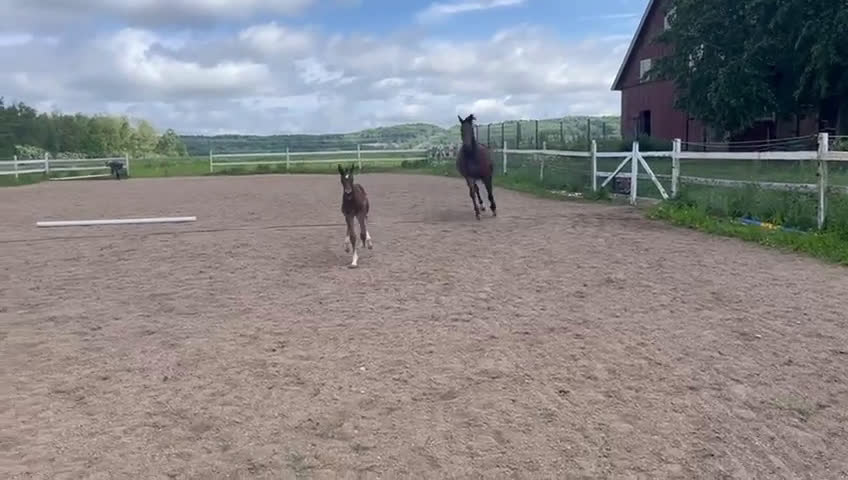 Dressyr hästar till salu: e Hesselhöjs Donkey Boy ue Carlton Hill i Billesholm - Video 2