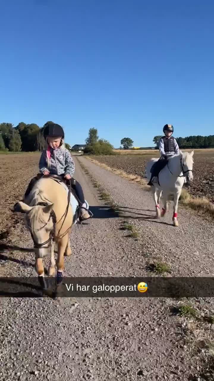 Allround hästar till salu: Angel söker en ny liten ryttare - Video 1
