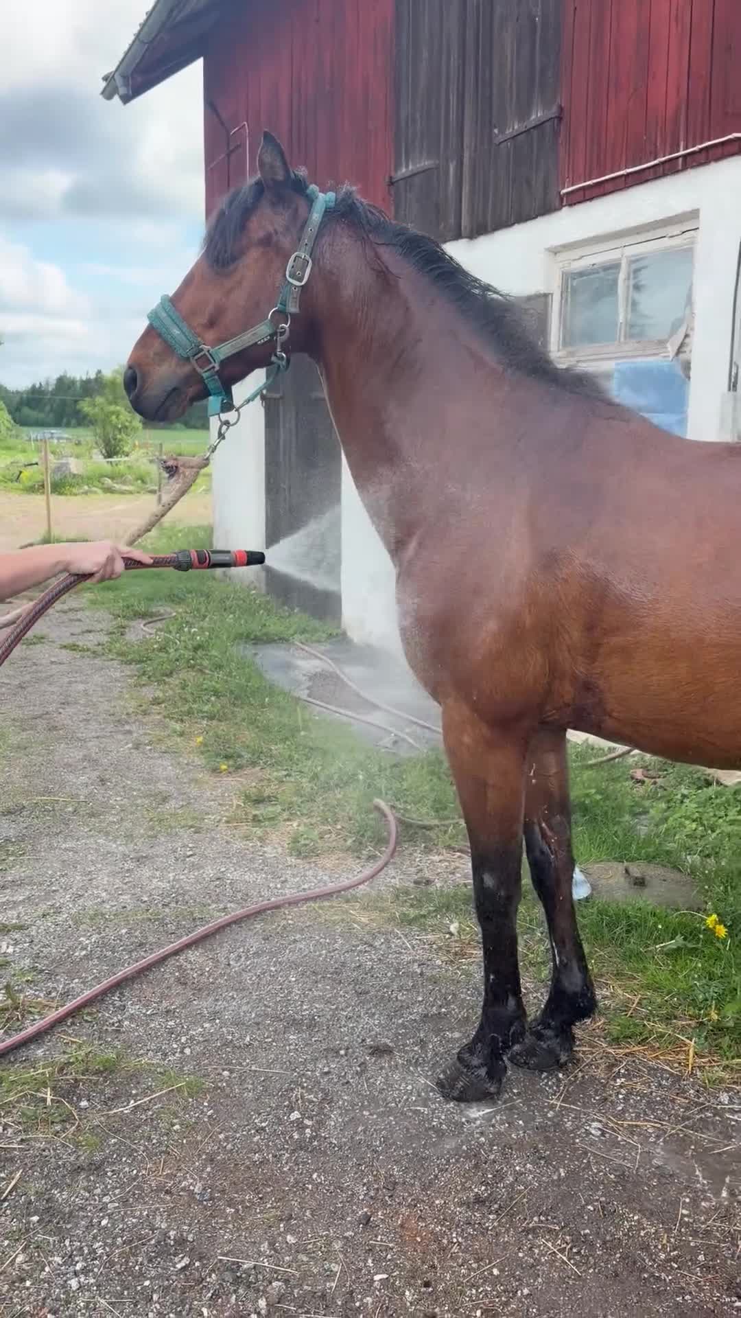Dressyr hästar till salu:  Rocky – C-ponny med hjärtat på rätt ställe - Video 2