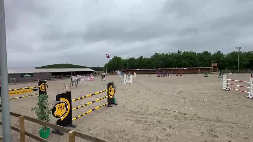 Hoppning hästar till salu: Fantastisk hest med godt mind set - Video 1