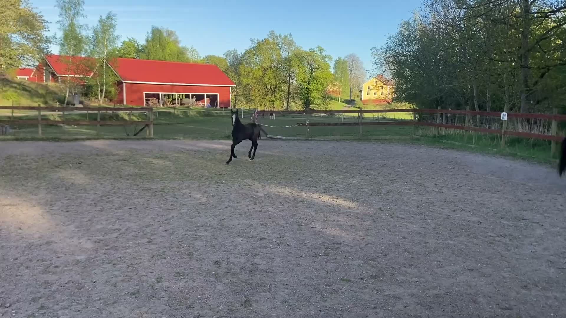 Allround hästar till salu: Elegant och rörlig fölunge  - Video 1