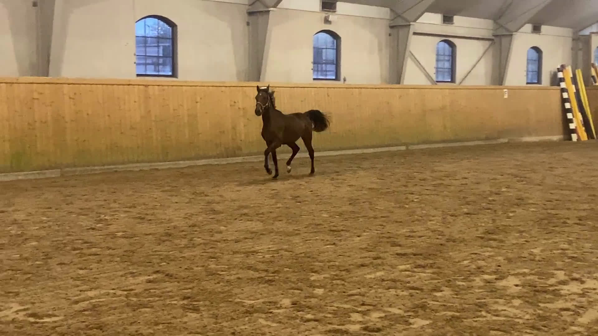 Trav hästar till salu: Snygg 1-årig hingst till trav i Skurup - Video 2
