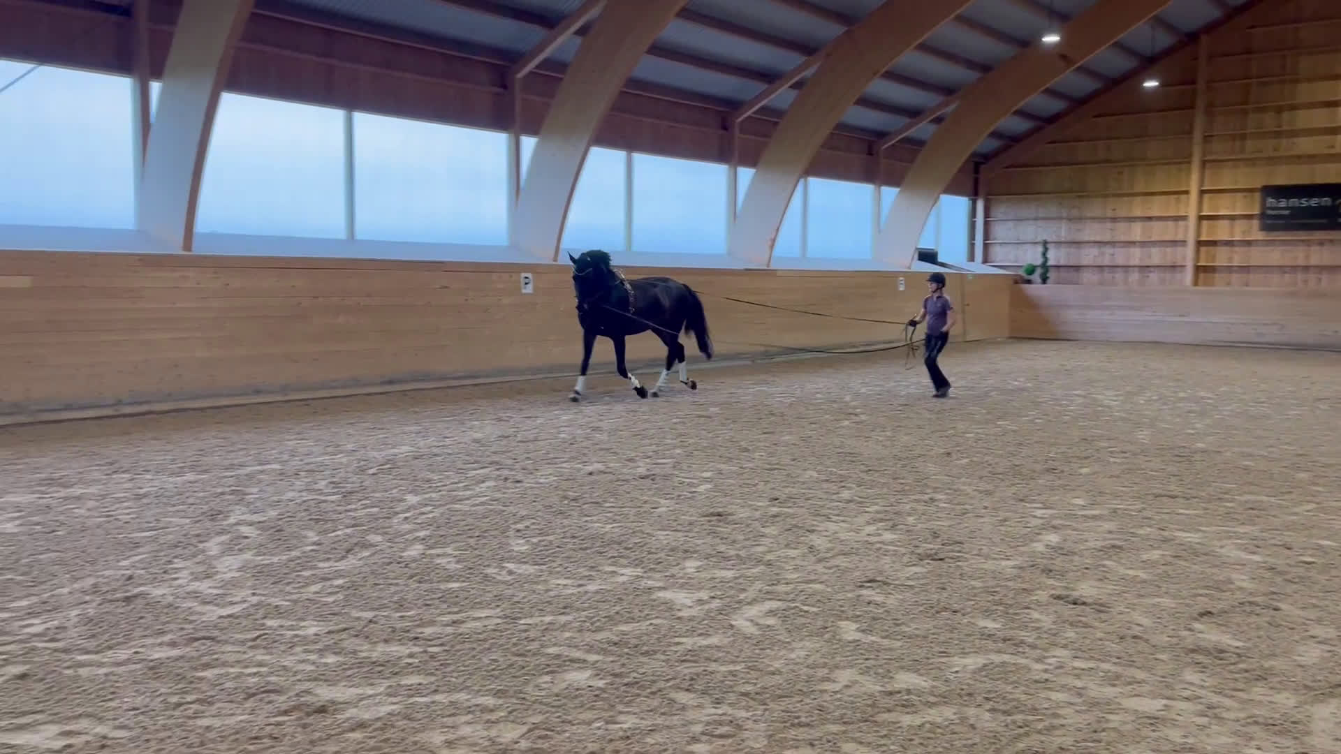 Allround hästar till salu: Multitalang Dressyr, WE & hoppning -med toppstam i Storvreta - Video 2