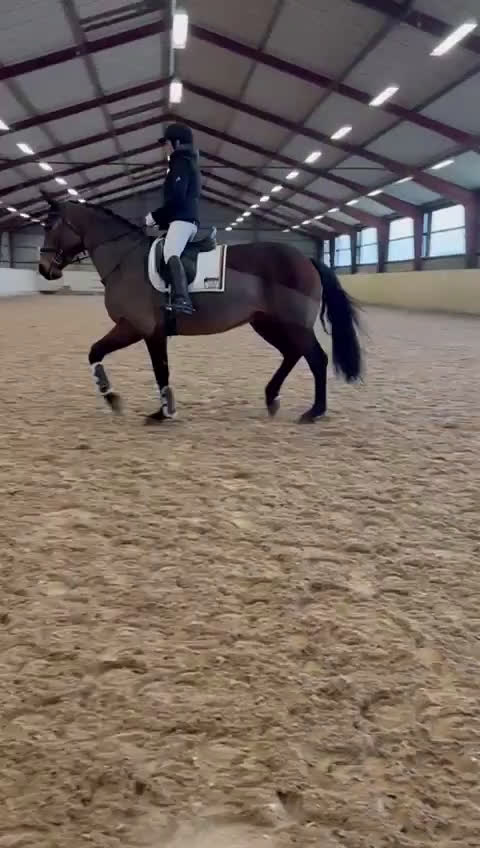 Avelshästar hästar till salu: Snyggt dressyrsto - Video 2