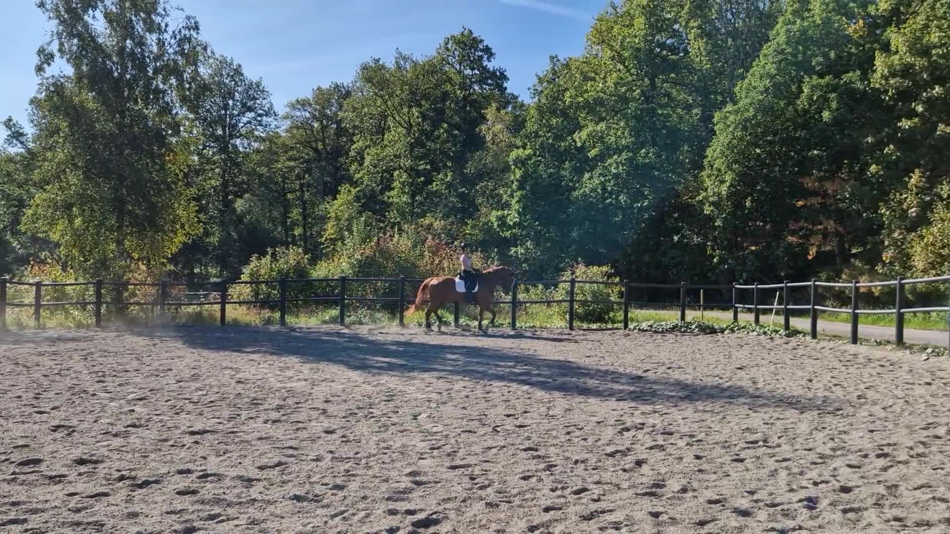 Dressyr hästar till salu: Talangfull valack för träning och tävling  - Video 4