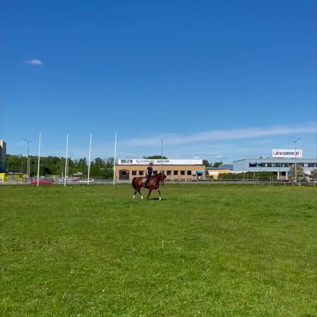 Allround hästar till salu: SWB-sto - Video 1