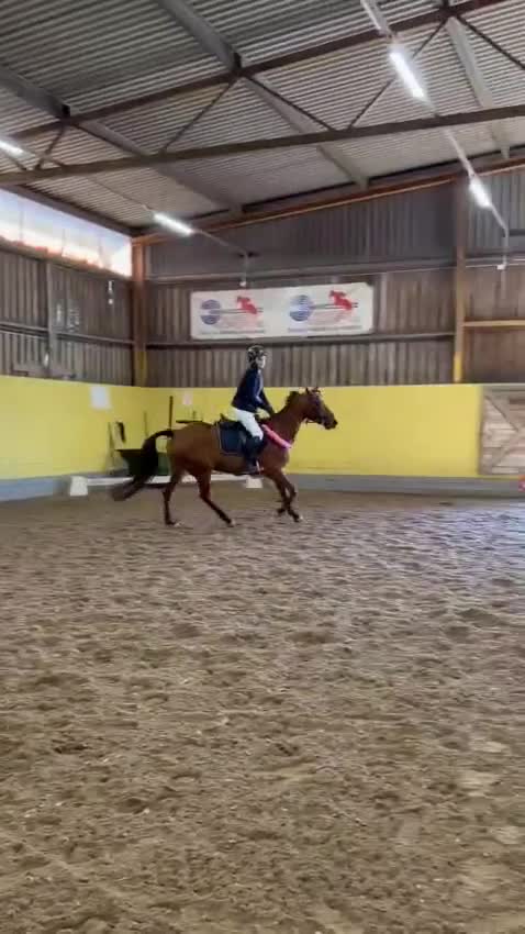 Hoppning hästar till salu: Lyxig allround ponny - Video 1