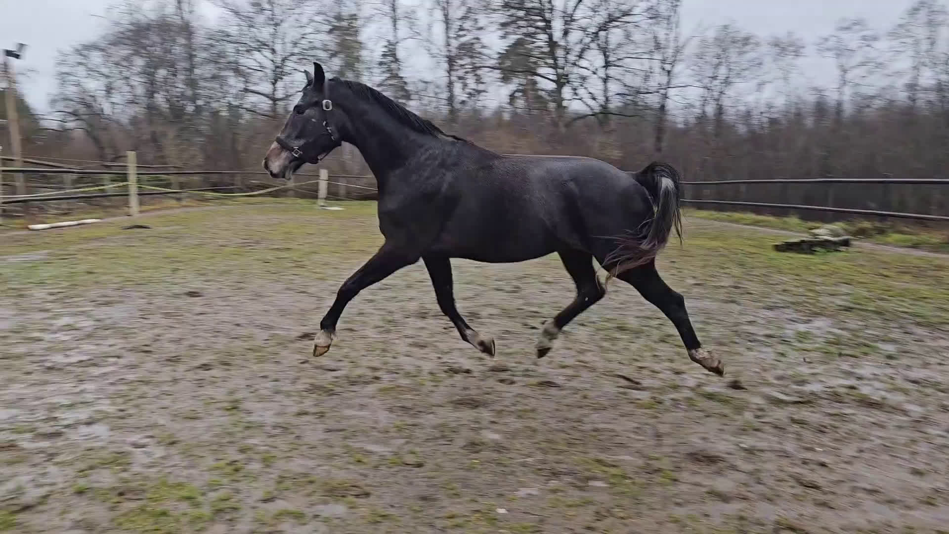 Dressyr hästar till salu: Välstammad unghäst i Odensbacken - Video 2