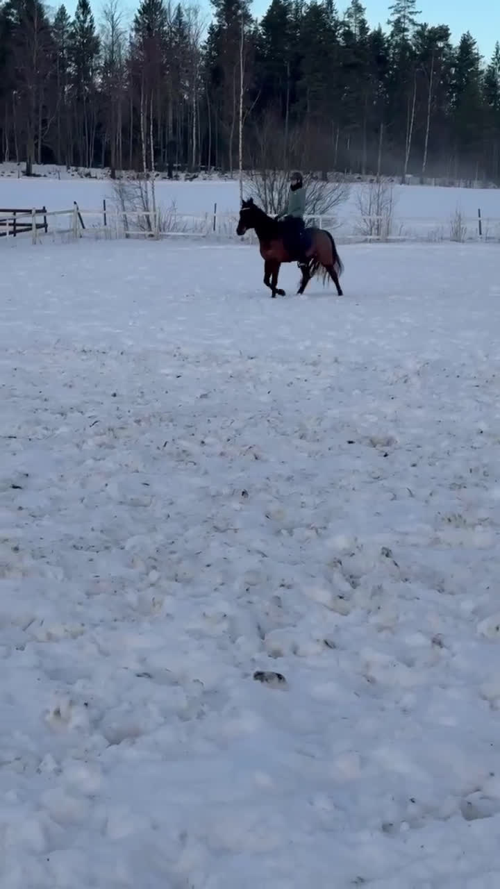 Allround hästar till salu: Ajlexes Abraxas i Falun - Video 3