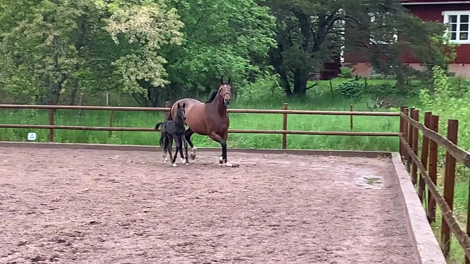 Avelshästar hästar till salu: Avelssto som även kan säljas som ridhäst! - Video 1
