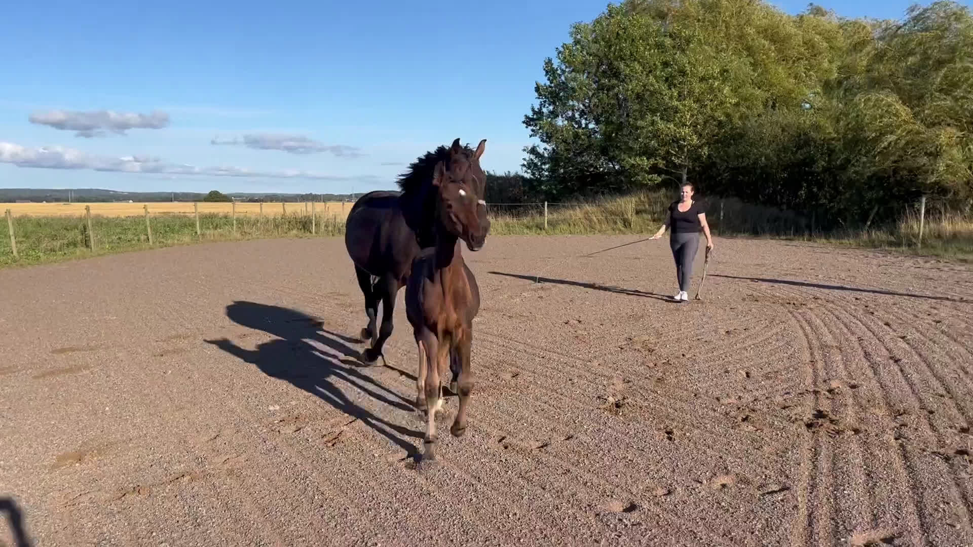 Dressyr hästar till salu: Hingstföl efter Hesselhöj Donkey Boy i Ängelholm - Video 4