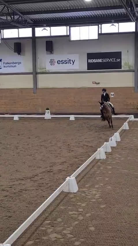 Dressyr hästar till salu: Snäll dressyrtalang för framtida mästerskap  - Video 1