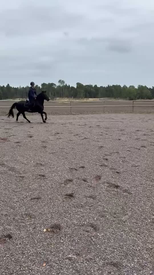 Hoppning hästar till salu: Svart fullstammad Connemara valack 7 år i Brålanda - Video 4