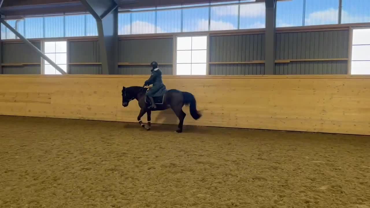 Allround hästar till salu: En stjärna söker föralltidhem ⭐️ - Video 4