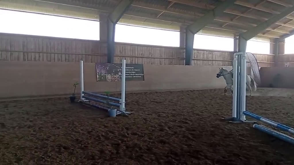 Allround hästar till salu: Ponny för den som vill tävla eller ha en bästa vän i Haverdal - Video 2