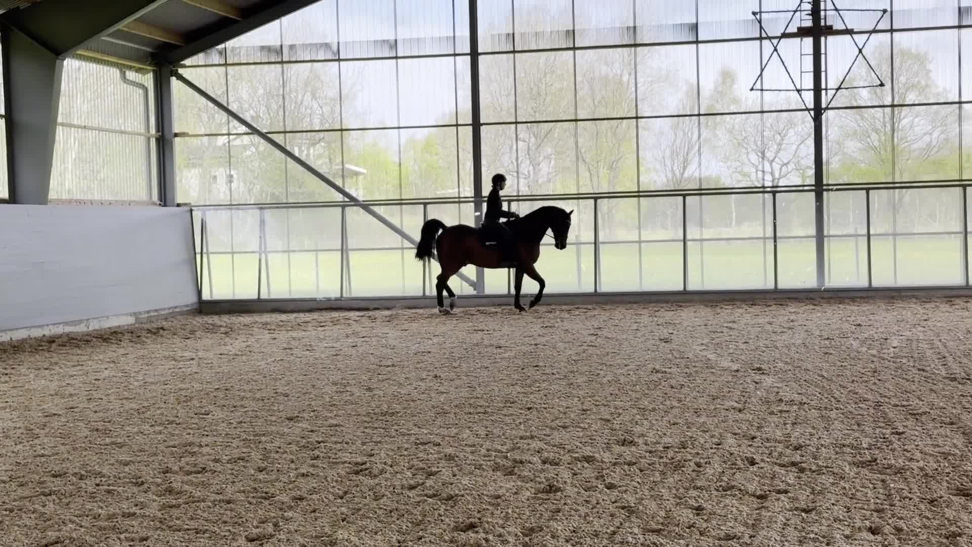 Allround hästar till salu: Lyxig hobbyhäst med stor personlighet  - Video 3