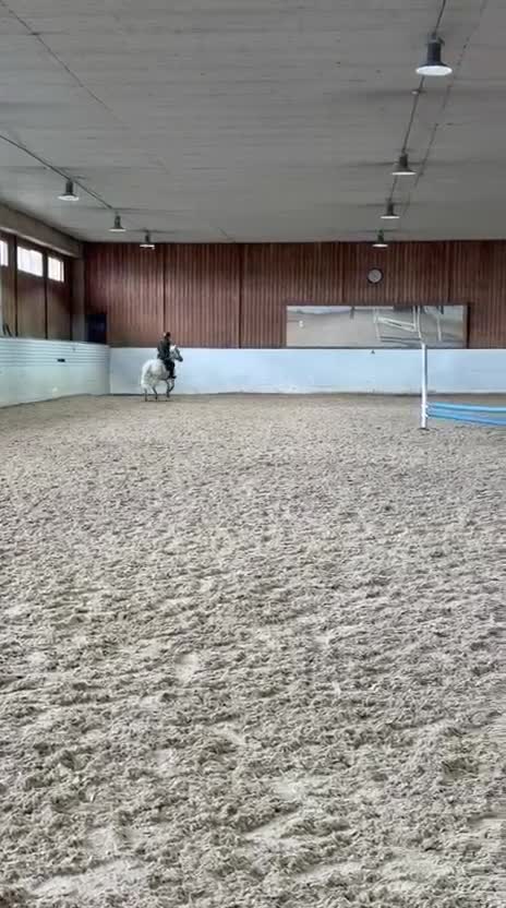 Hoppning hästar till salu: Het ponny med kapacitet - Video 2