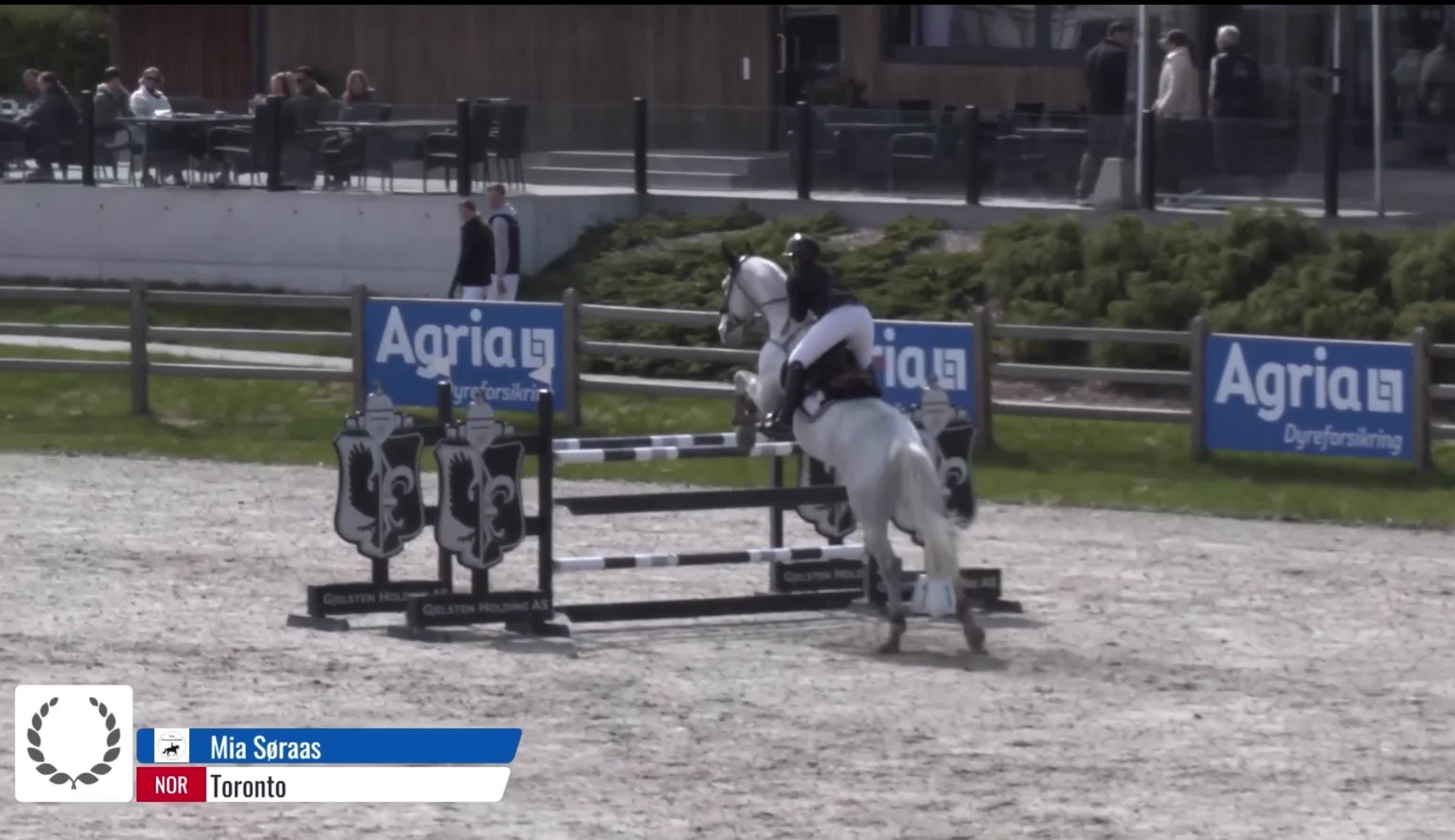 Hoppning hästar till salu: Topp Children häst till salu! - Video 1