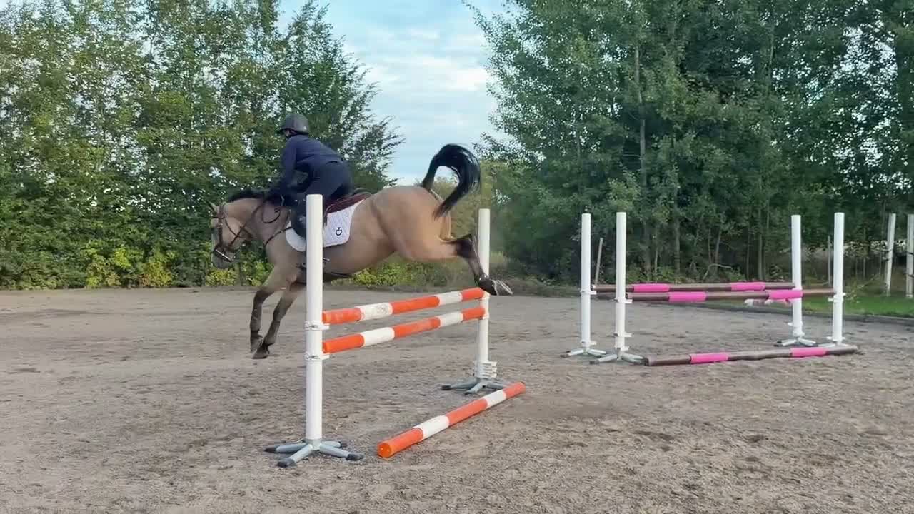 Hoppning hästar till salu: Framtidsämne i Skärblacka - Video 1