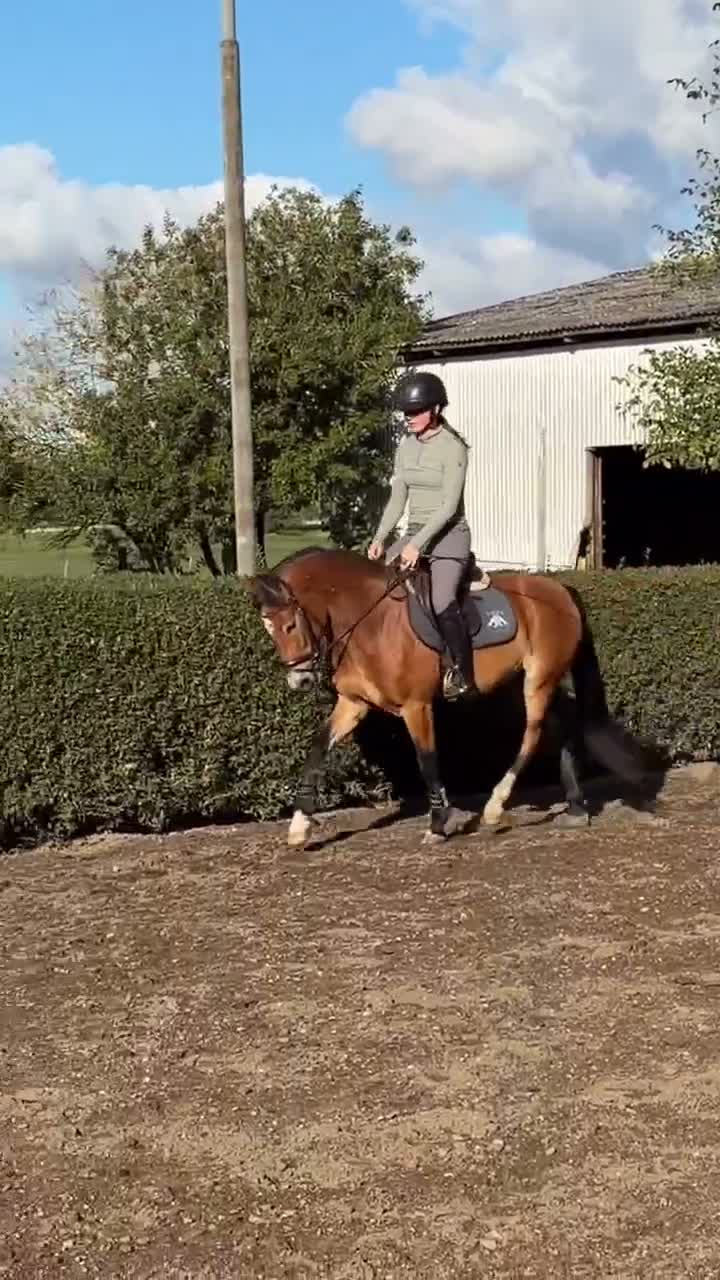 Allround hästar till salu: Allround ponny för framtiden! - Video 2