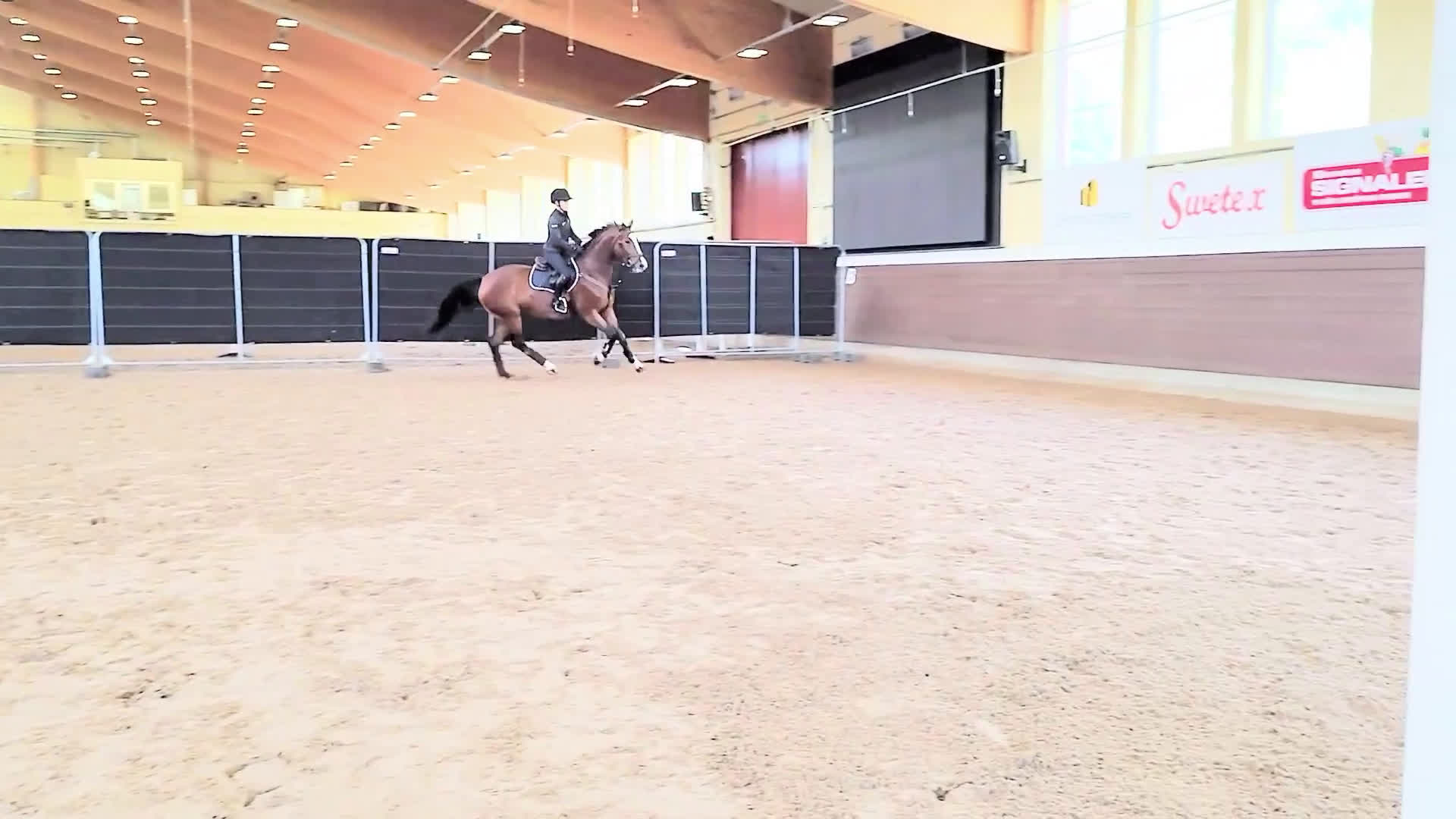 Hoppning hästar till salu: 5-årigt sto med enorm personlighet och potential  - Video 4