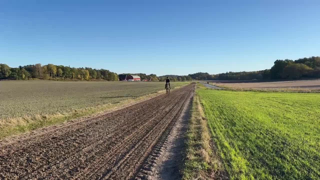 Allround hästar till salu: 5 årig dubbeltalang - Video 5