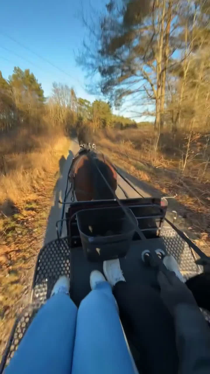 Allround hästar till salu: Kallblodstravare  i Jämjö - Video 1