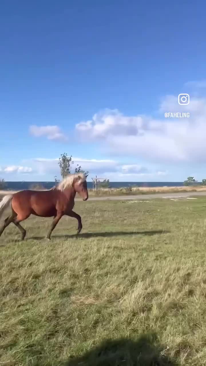 Allround hästar till salu: En bra häst att börja utbilda - Video 1
